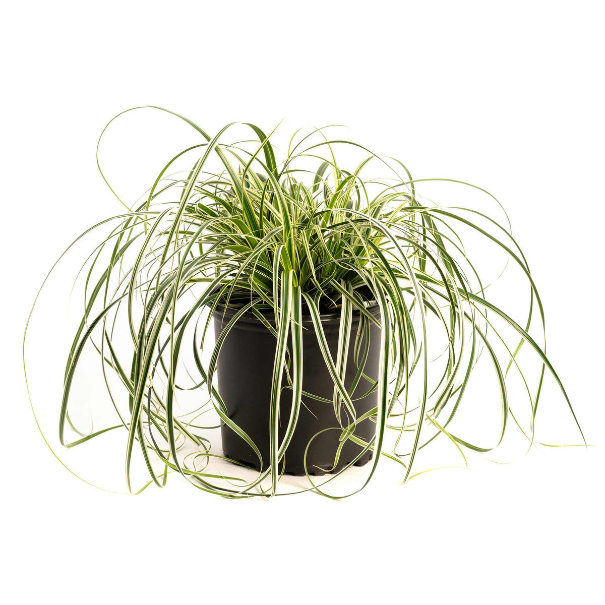 Carex Feather Fallsâ¢