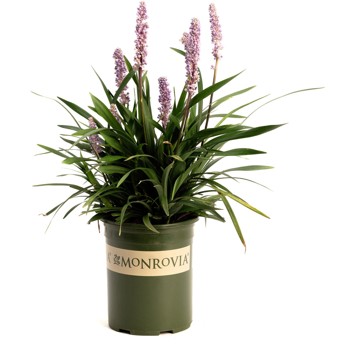 Purple Explosionâ¢ Lilyturf