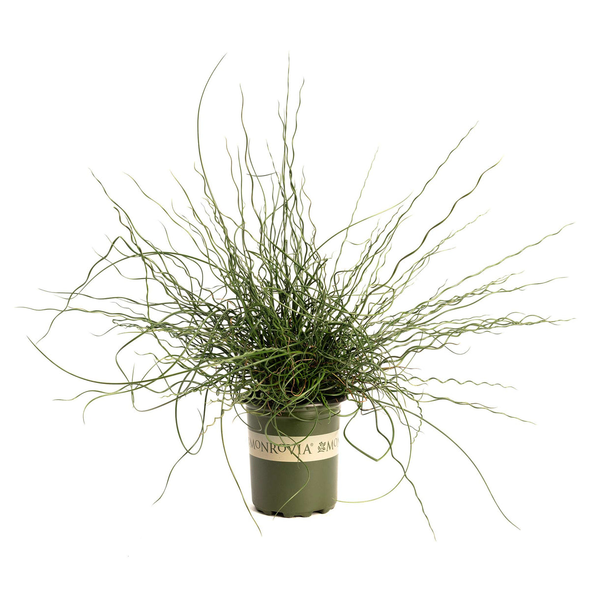 ColorGrassÂ® Twister