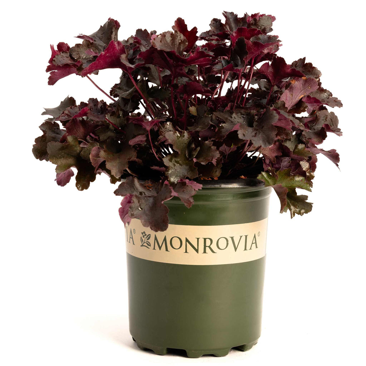 Balboa SunsetÂ® Heuchera