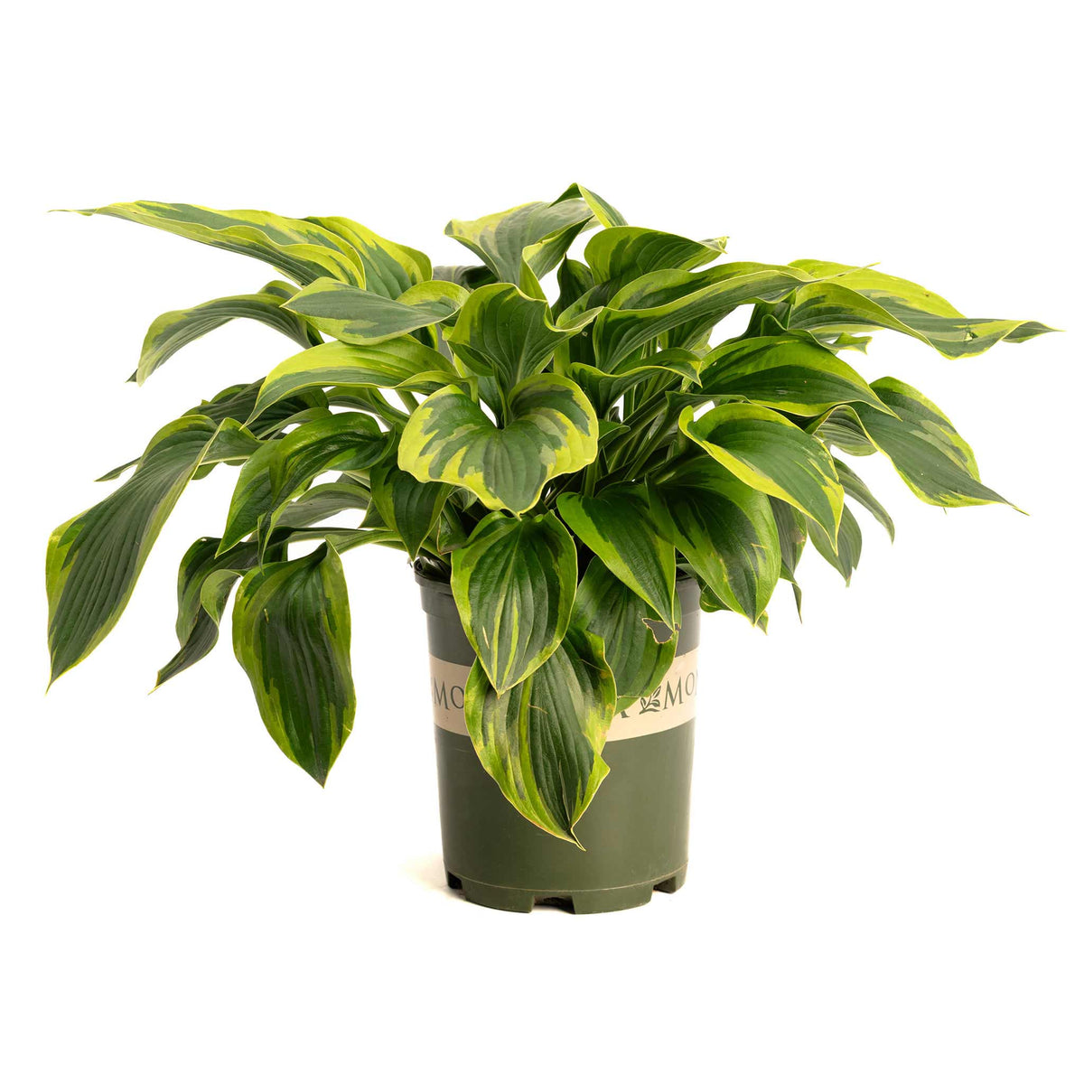 Green Patriot Hosta