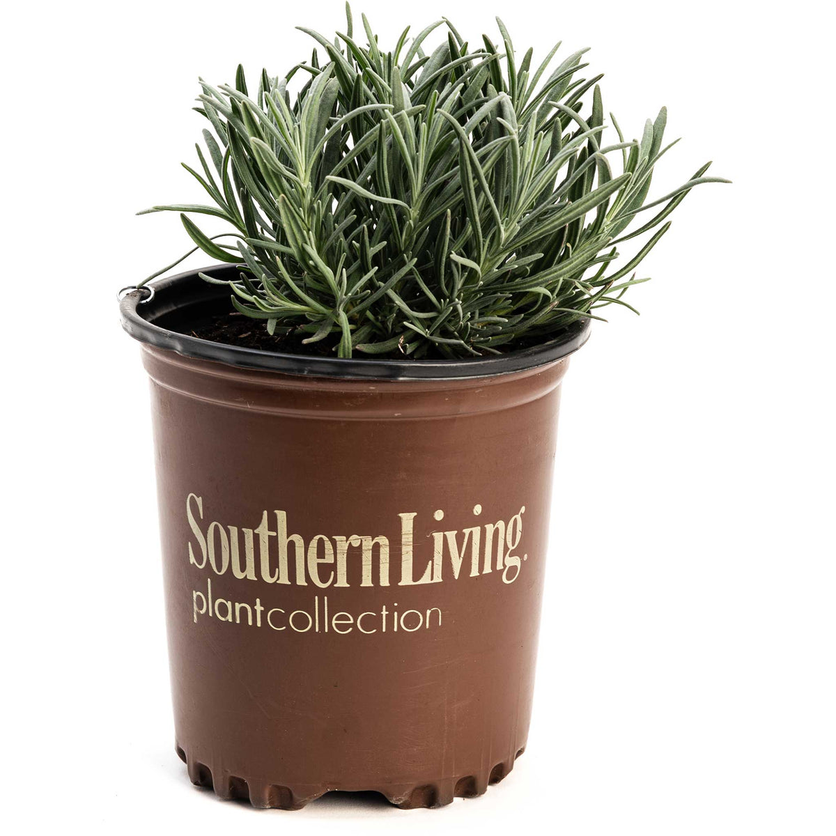 Phenomenalâ¢ Lavender Plant