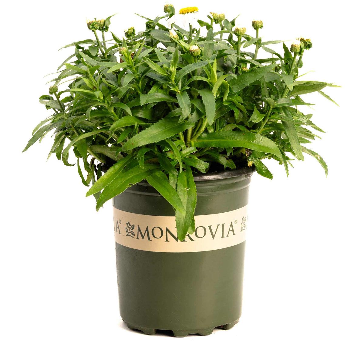 Shortstopâ¢ Shasta Daisy