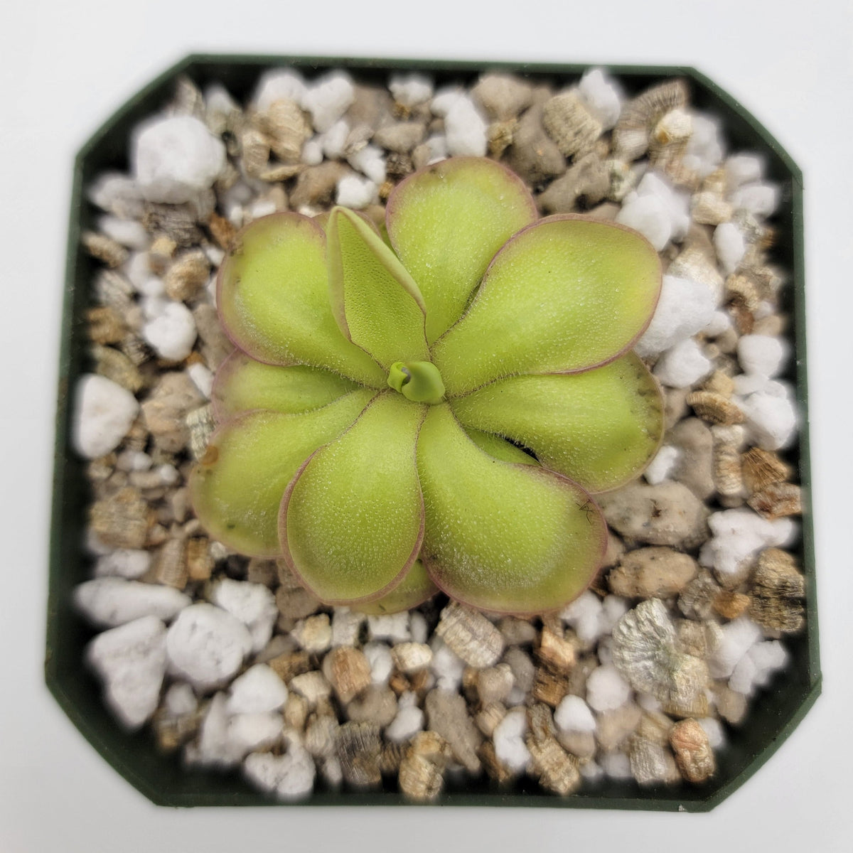 Pinguicula 'KÃ¶hres'