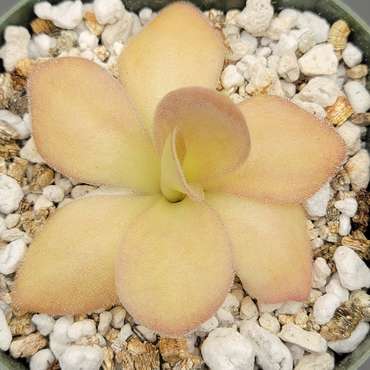 Pinguicula agnata {Zimapan, Hidalgo, MÃ©x}