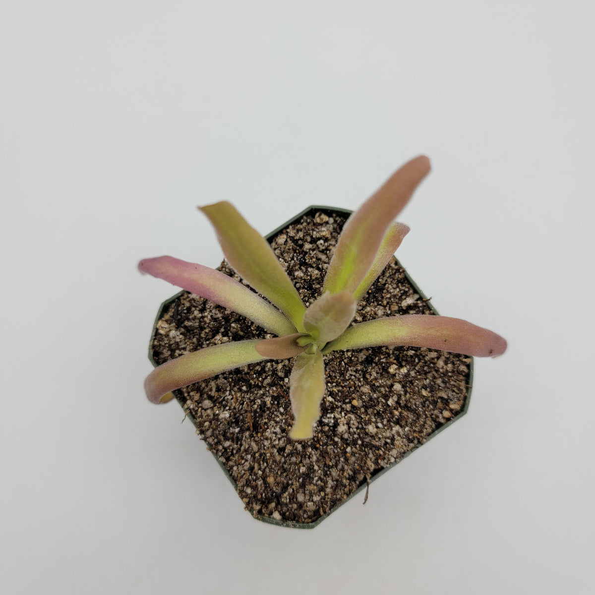 Pinguicula 'Aphrodite'