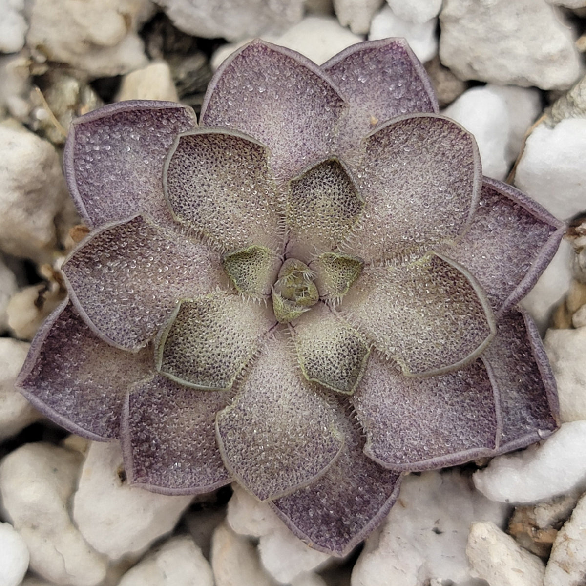 Pinguicula cyclosecta {Dulces Nombres, Nuevo LeoÌn}