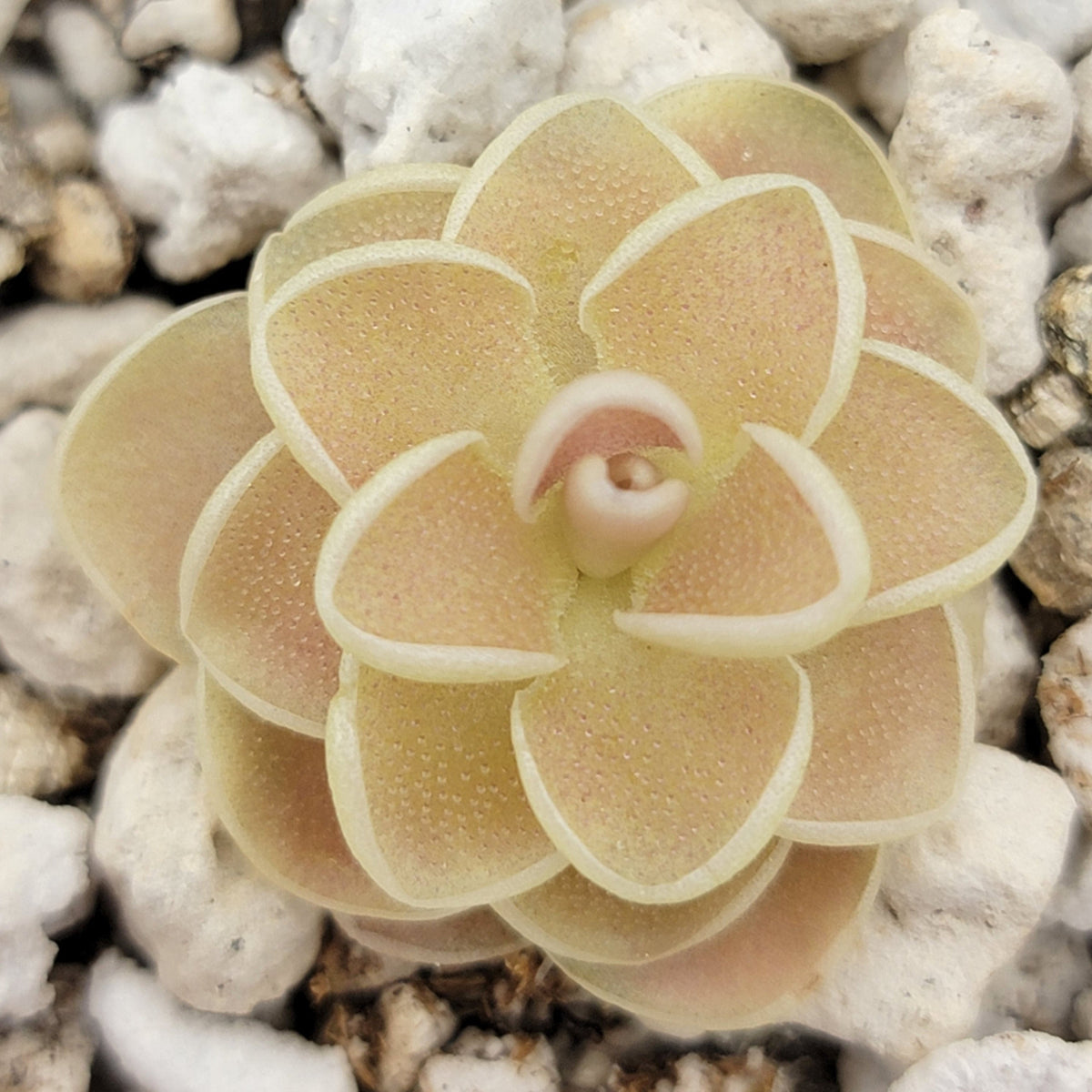 Pinguicula esseriana {Agua de LeÃ³n}