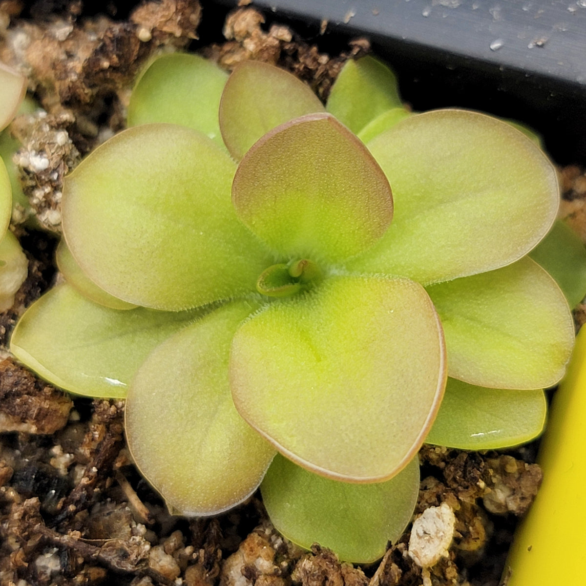 Pinguicula laueana x elizabethiae