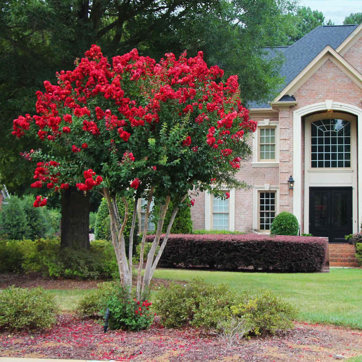 Scarlet Coloramaâ¢ Crape Myrtle