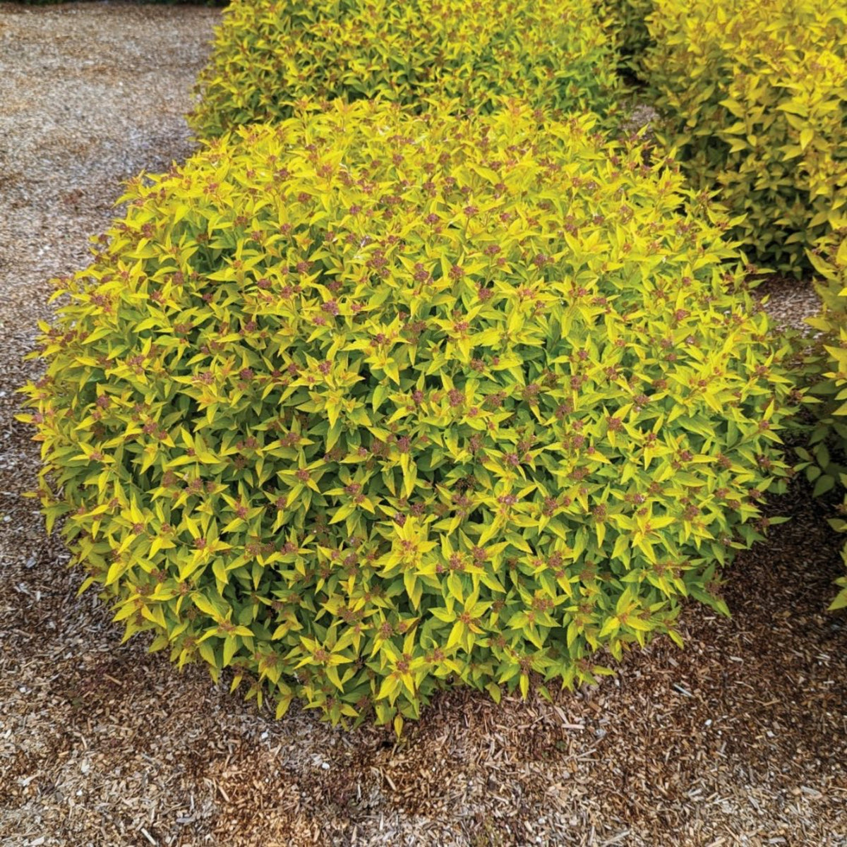 Pineapple PoprocksÂ® Spiraea