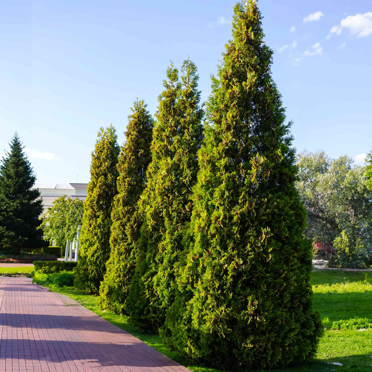 Thuja Virginianâ¢