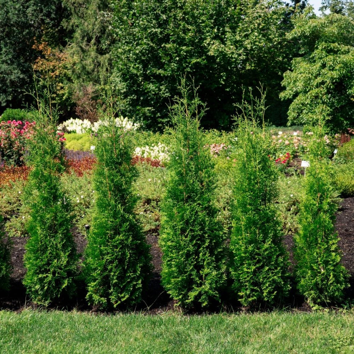 Private Jetâ¢ Arborvitae