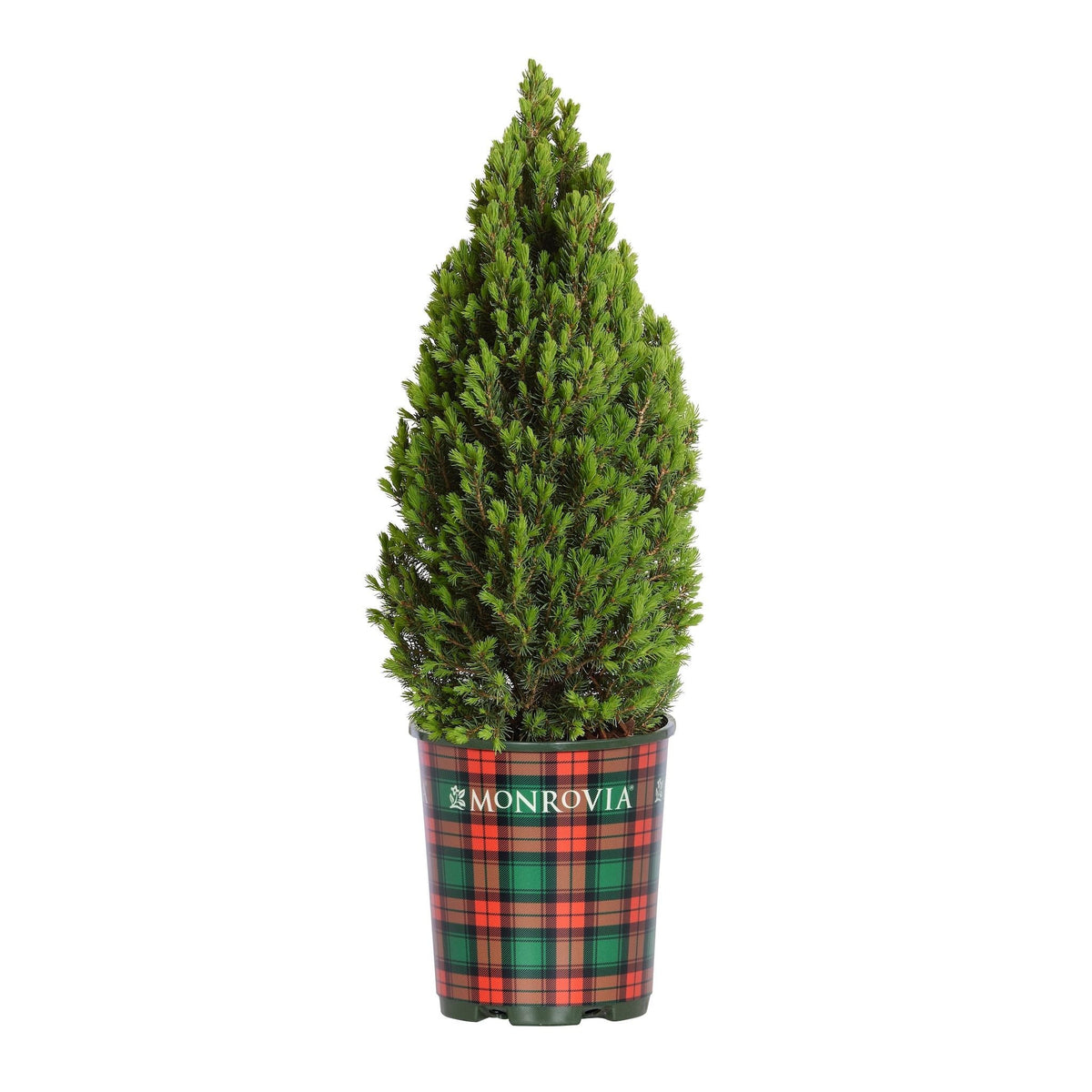 Tiny TowerÂ® Dwarf Alberta Spruce