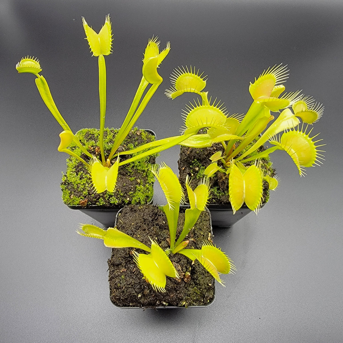 Venus flytrap (Dionaea muscipula) 'Big Mouth' x 'B52'