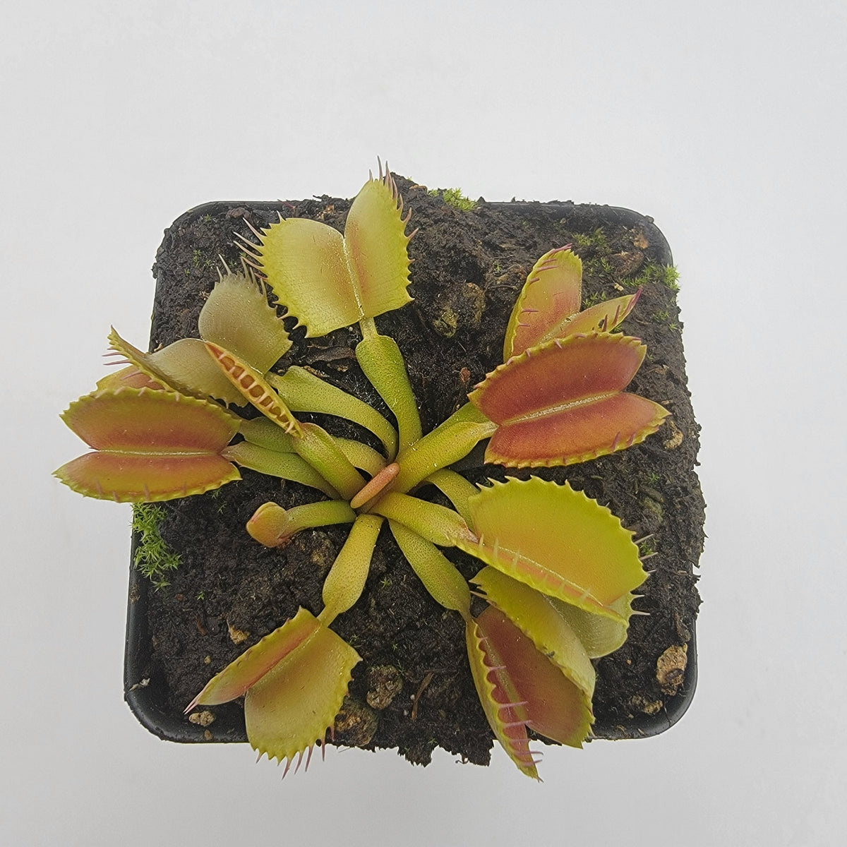 Venus flytrap (Dionaea muscipula) 'BelzebÃ¹b'
