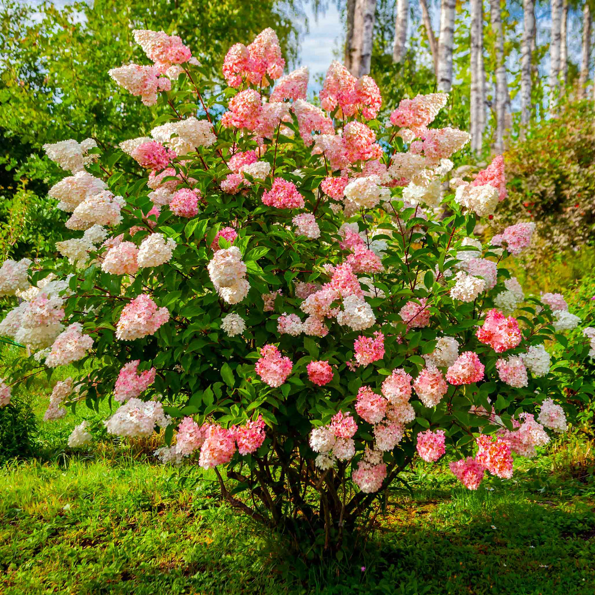 Vanilla Strawberryâ¢ Hydrangea