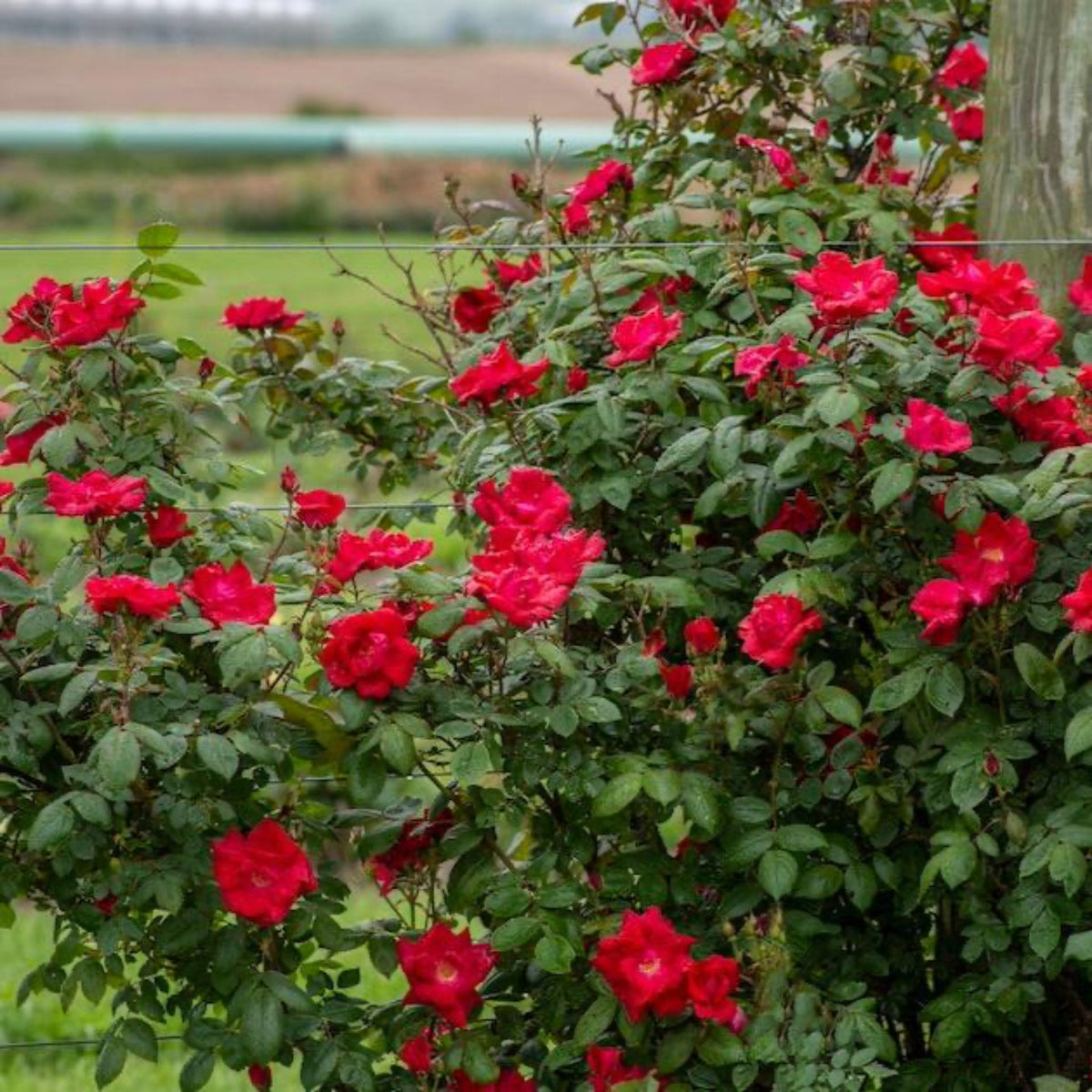 Winner's Circleâ¢ Climbing Rose