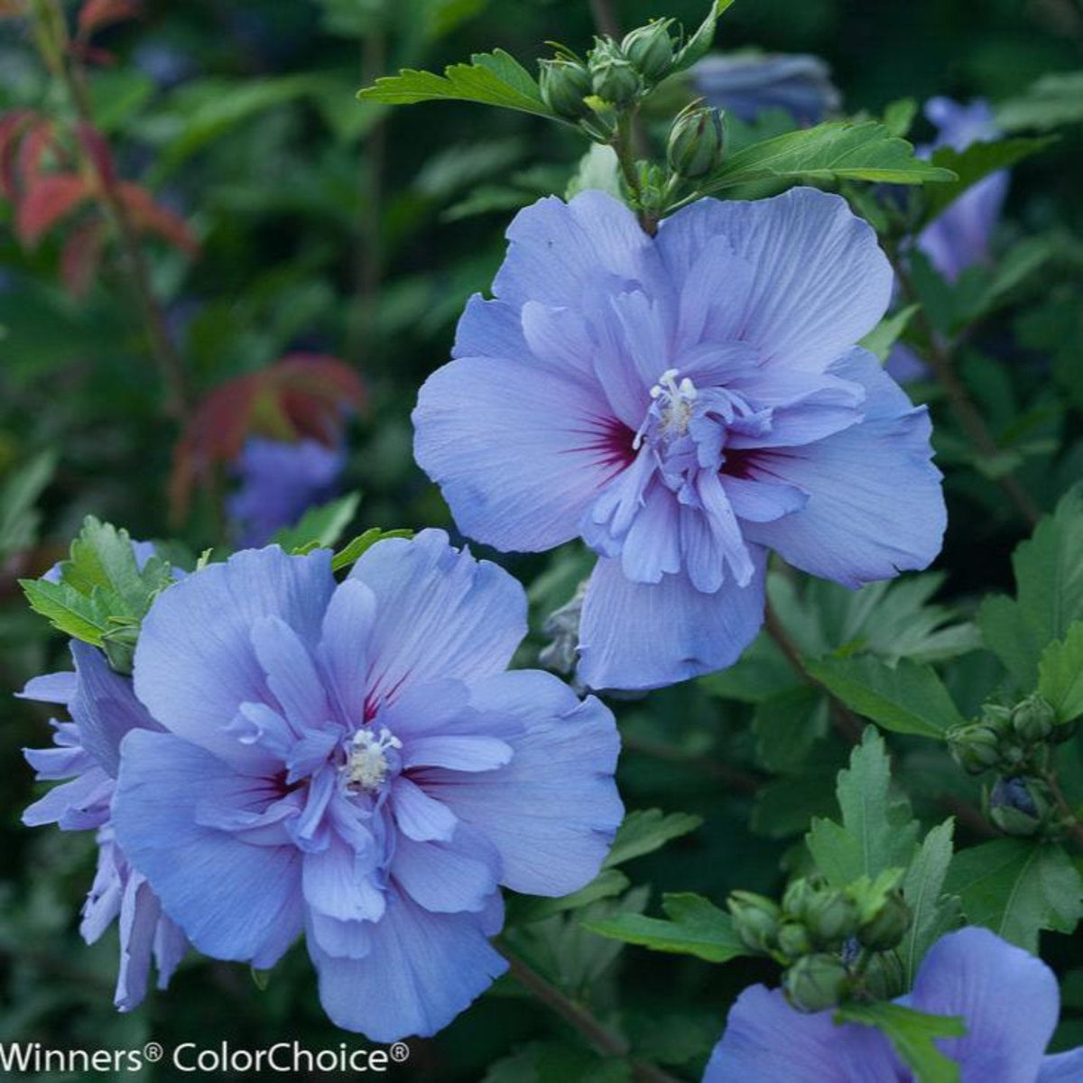 Blue ChiffonÂ® Rose of Sharon