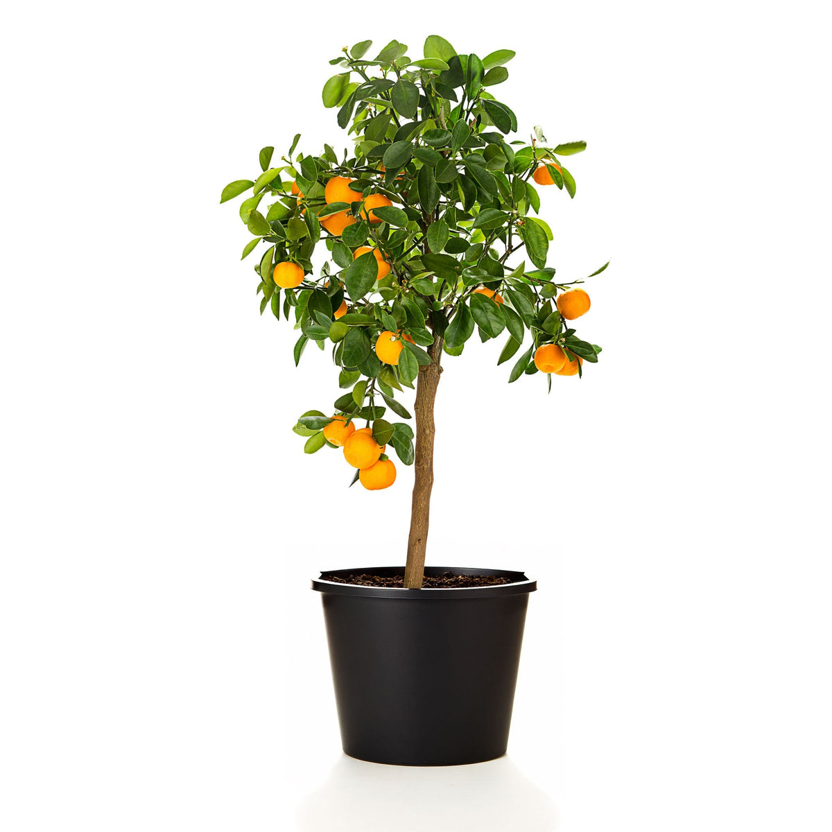 Calamondin Orange Bush