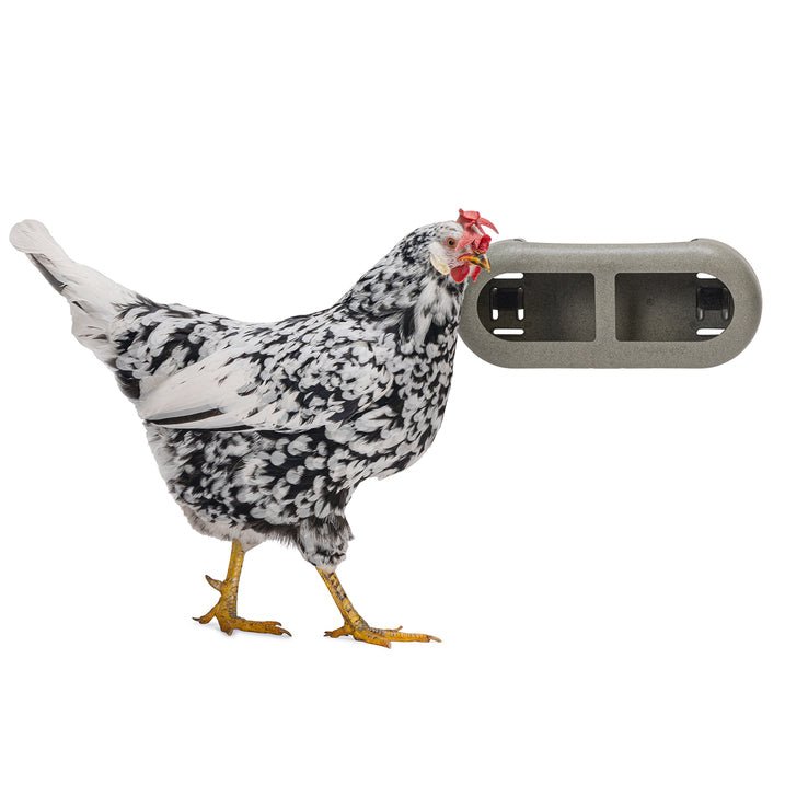 Chicken Feeder with Velcro Attachments â 100% Recycled, Eco-Friendly