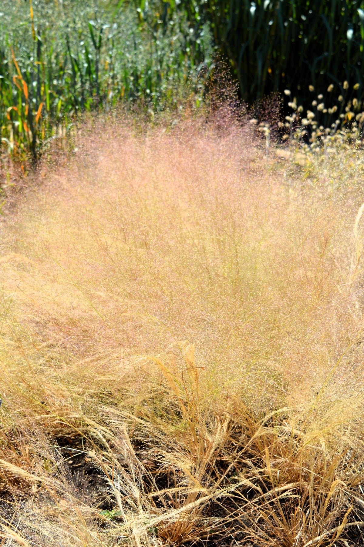 200 CLOUD GRASS Agrostis Nebulosa White Flower Tan Ornamental Grass Seeds