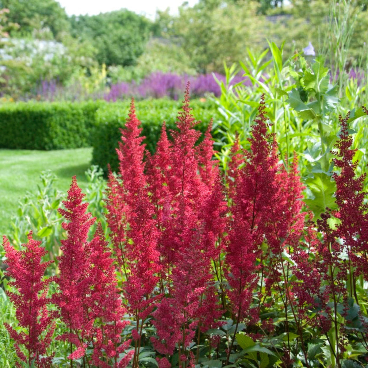 MightyÂ® Chocolate Cherry Astilbe