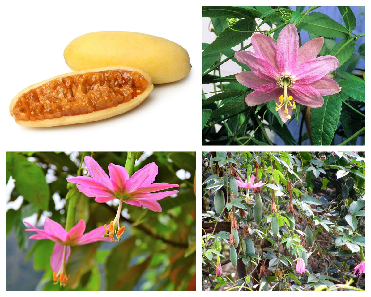 10 BANANA PASSION FRUIT Pink Passion Flower Passiflora Mollissima Yellow Skin Orange Pulp Vine Seeds