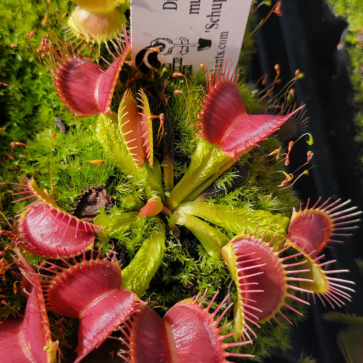 Venus flytrap (Dionaea muscipula) 'Schuppenstiel II'