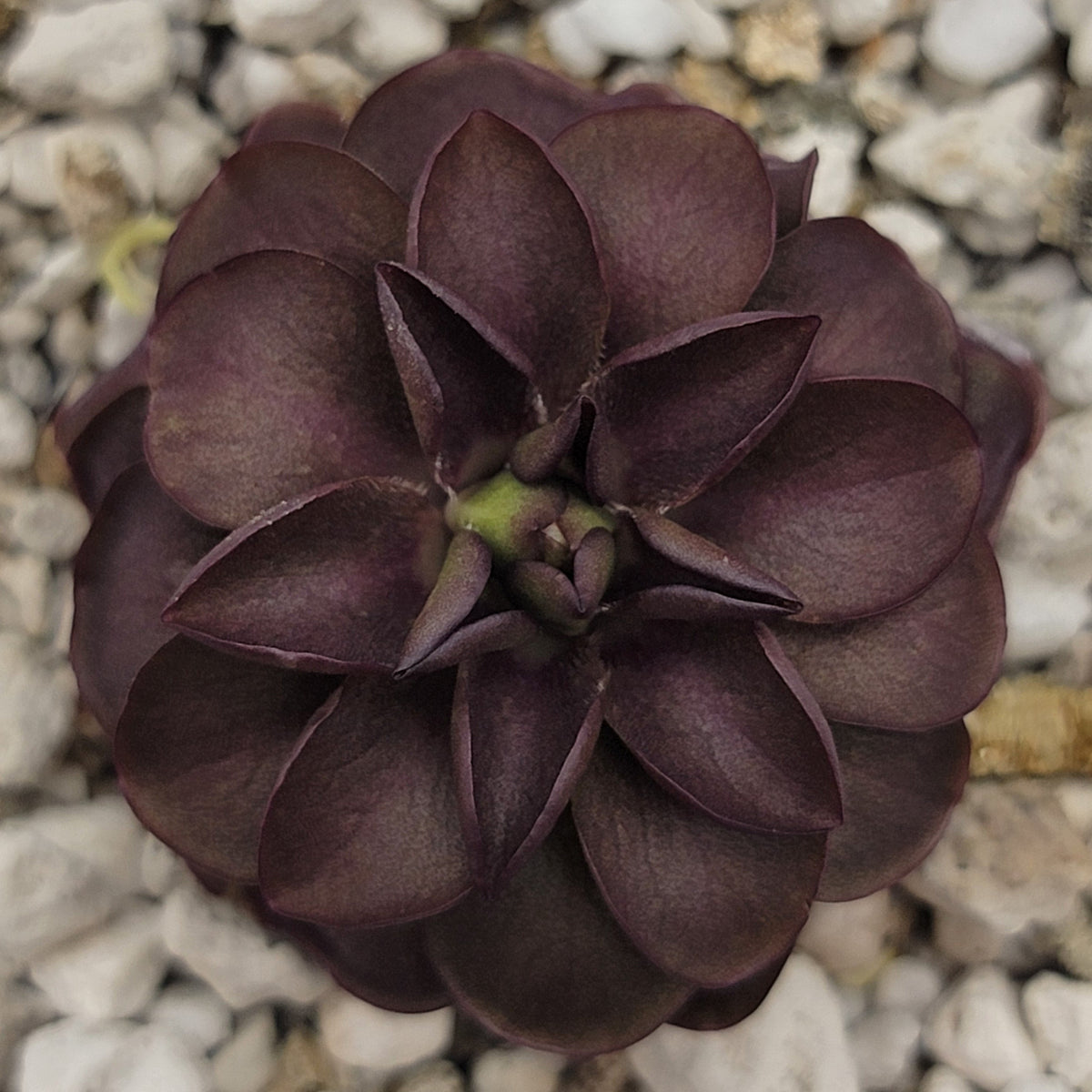 Pinguicula laueana "Tangerine" x cyclosecta