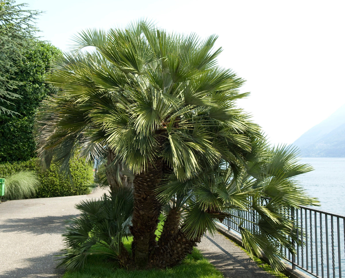 5 COMMON WINDMILL PALM Trachycarpus Fortunei Hardy Chusan Palm Tree Sun Shade Houseplant Seeds