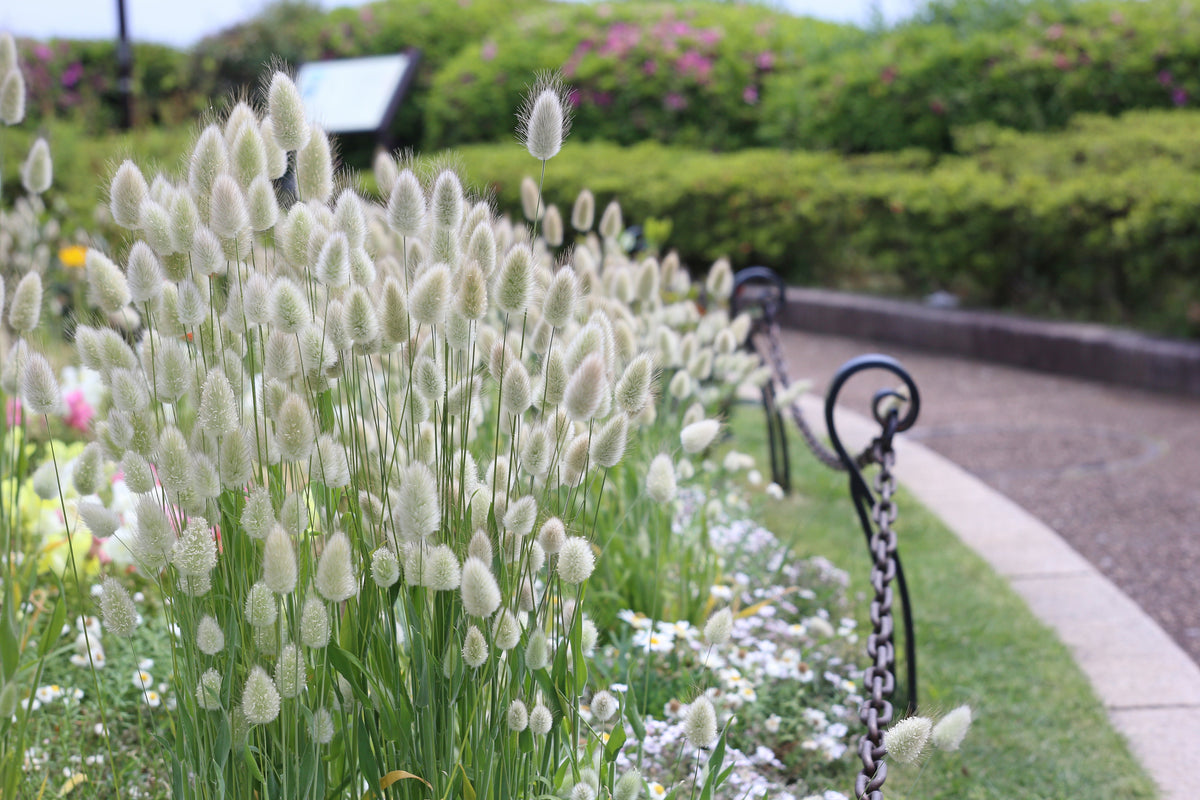 100 BUNNY TAILS GRASS (Hares Tail) Ornamental Lagurus Ovatus Seeds