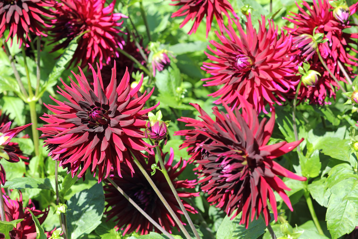 25 CACTUS DOUBLE DAHLIA Mix Variabilis Mixed Colors Hummingbird Flower Seeds