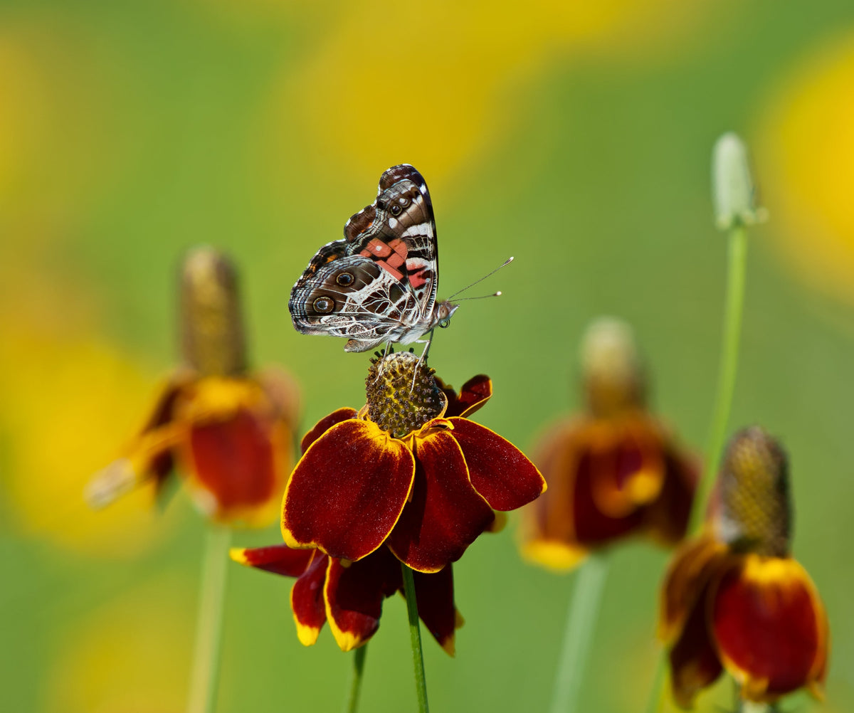 500 MEXICAN HAT Ratibida Columnaris Columnifera Red & Yellow Native Flower Seeds