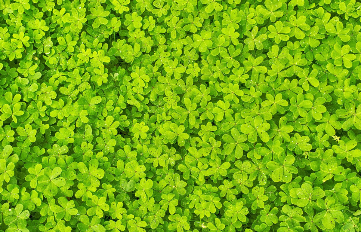 2000 MICROCLOVER Dwarf Miniature Trifolium Repens White Flower Clover Lawn Seeds