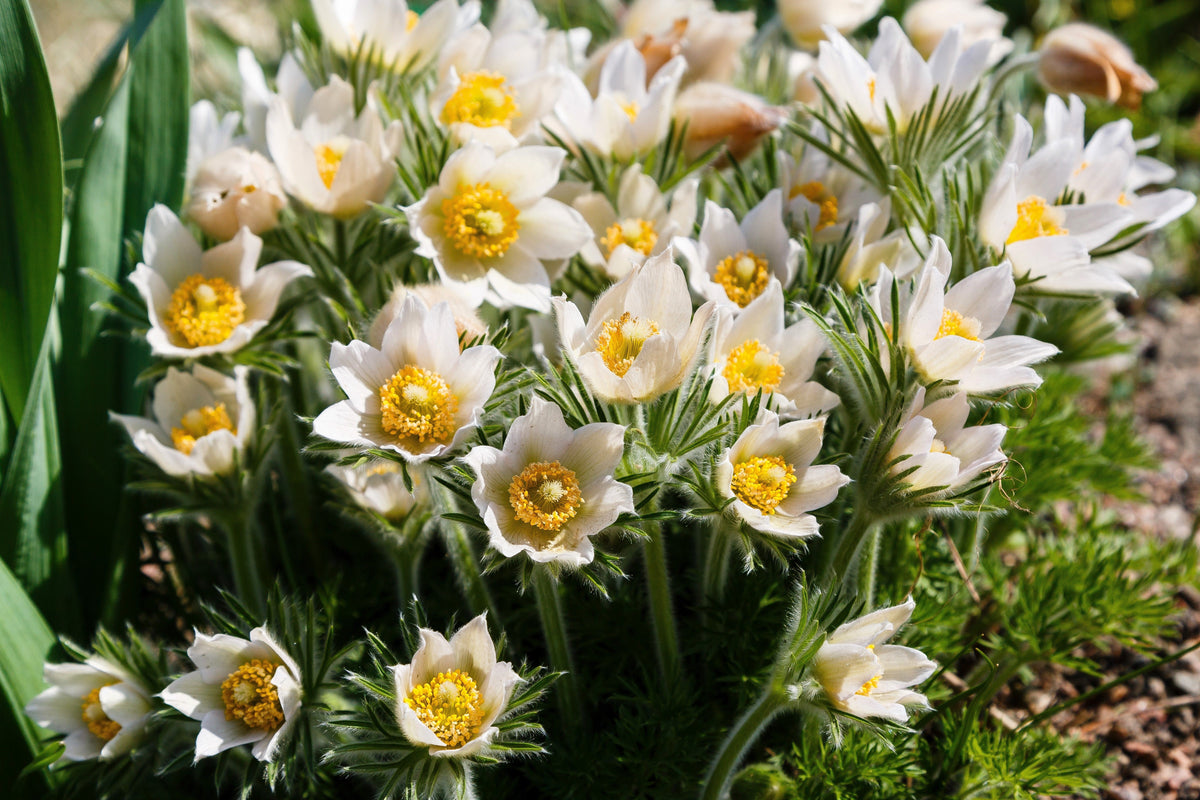 25 WHITE ANEMONE Pulsatilla Vulgaris PASQUE flower Seeds