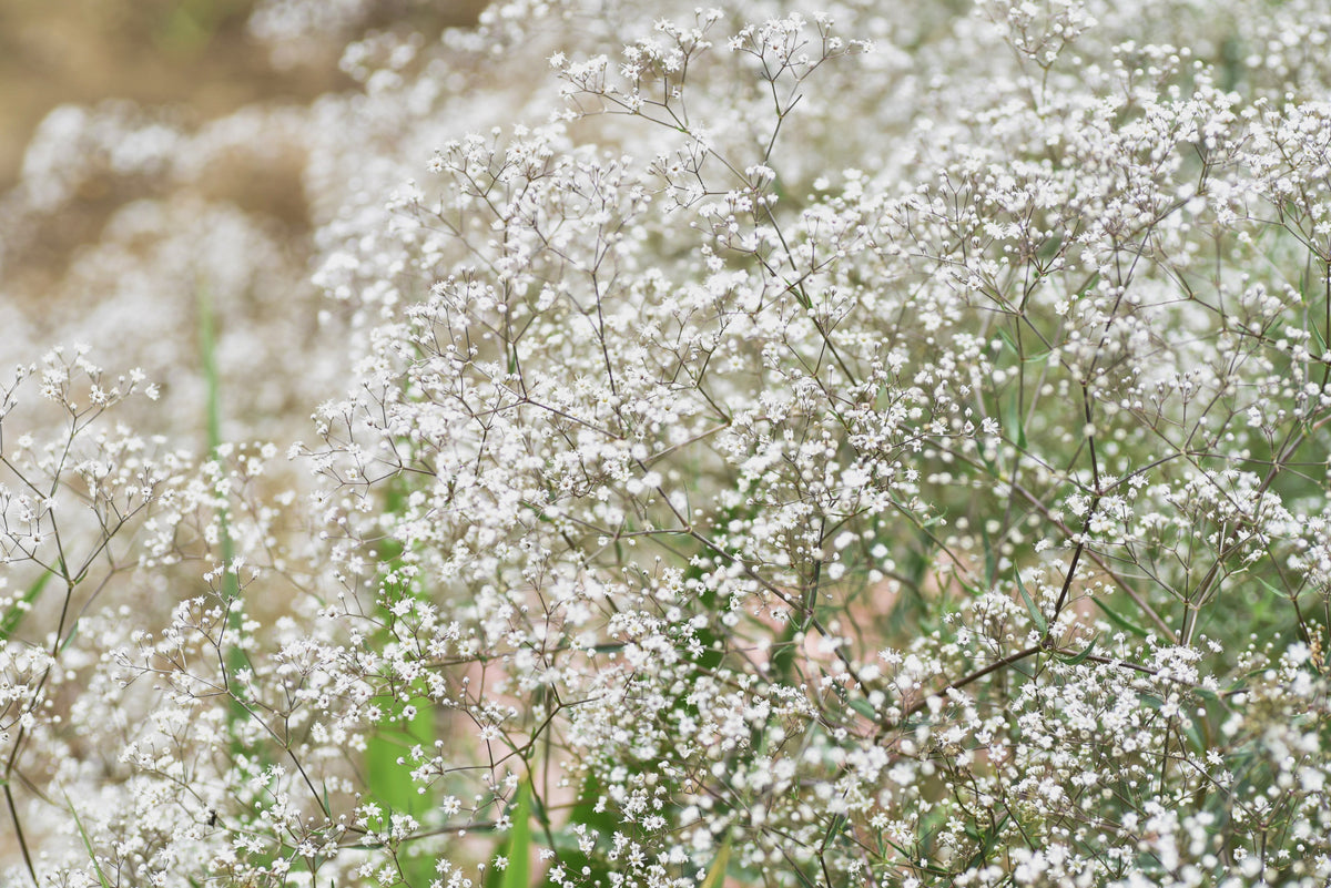 1000 White BABY'S BREATH 'Covent Garden' Gypsophila Elegans Flower Seeds