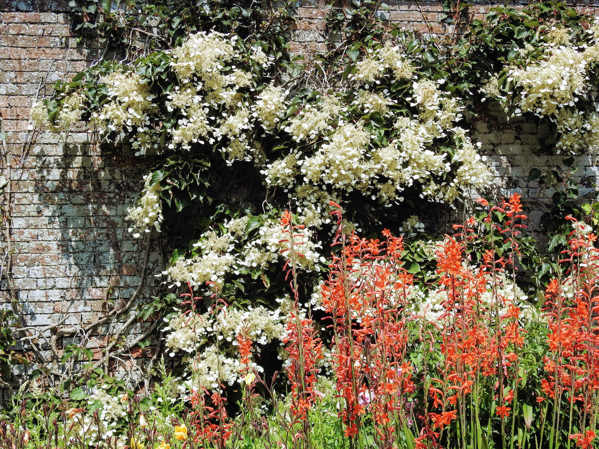 50 JAPANESE HYDRANGEA VINE White Flower Schizophragma Hydrangeoides Seeds