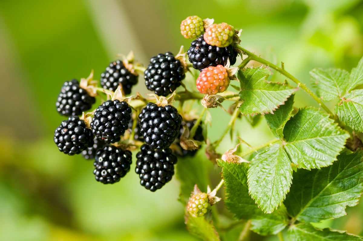 25 TRAILING BLACKBERRY Pacific Rubus Ursinus Vining Shrub Fruit Berry Seeds
