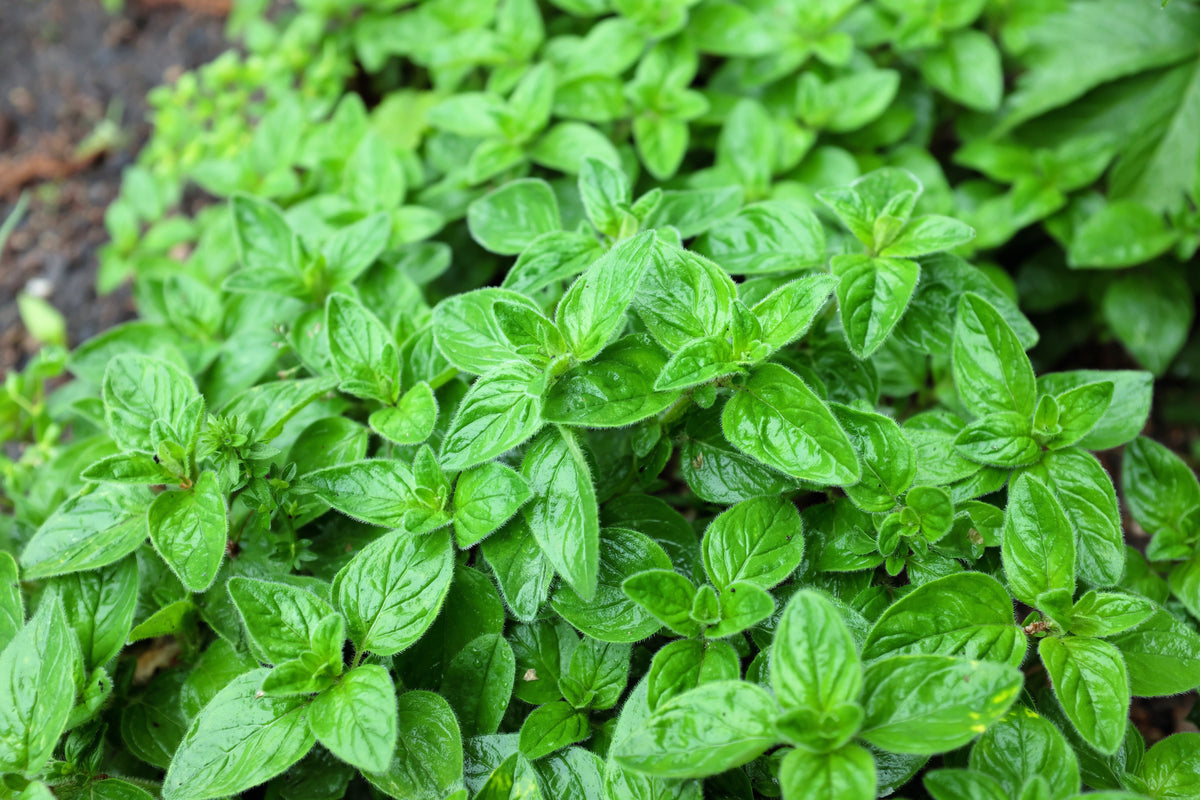 500 OREGANO Origanum Vulgare Herb Purple Butterfly Flower Seeds