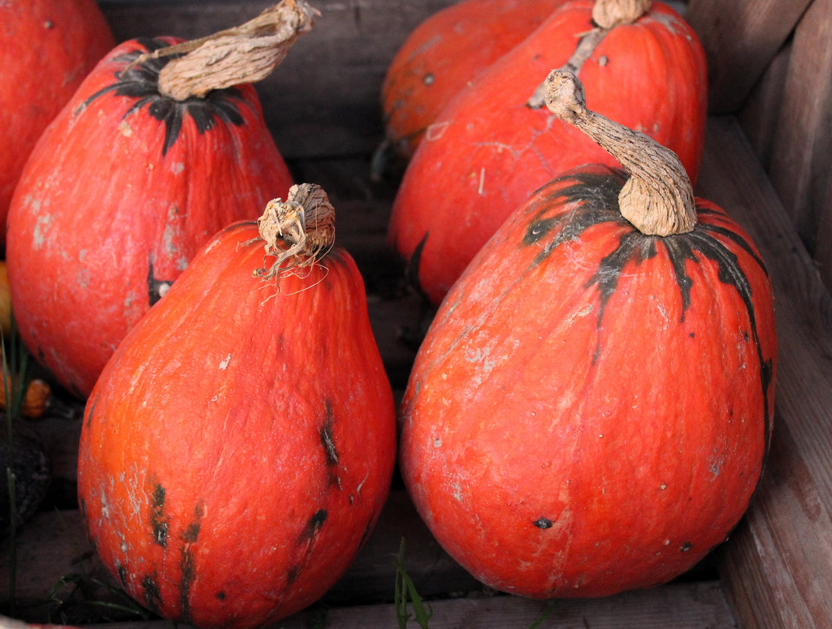 15 LAKOTA SQUASH Cucurbita Maxima Winter Red Orange Green Native Vegetable Seeds