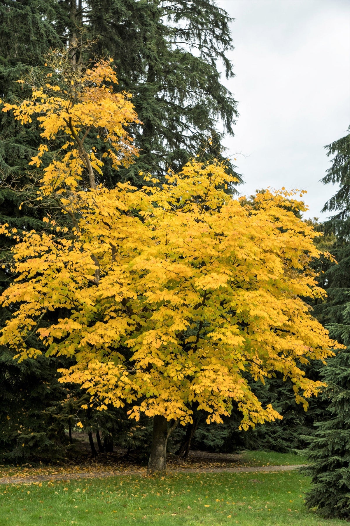 10 YELLOW ASH TREE Kentucky Yellowwood White Flowers Cladrastis Lutea Kentukea Seeds