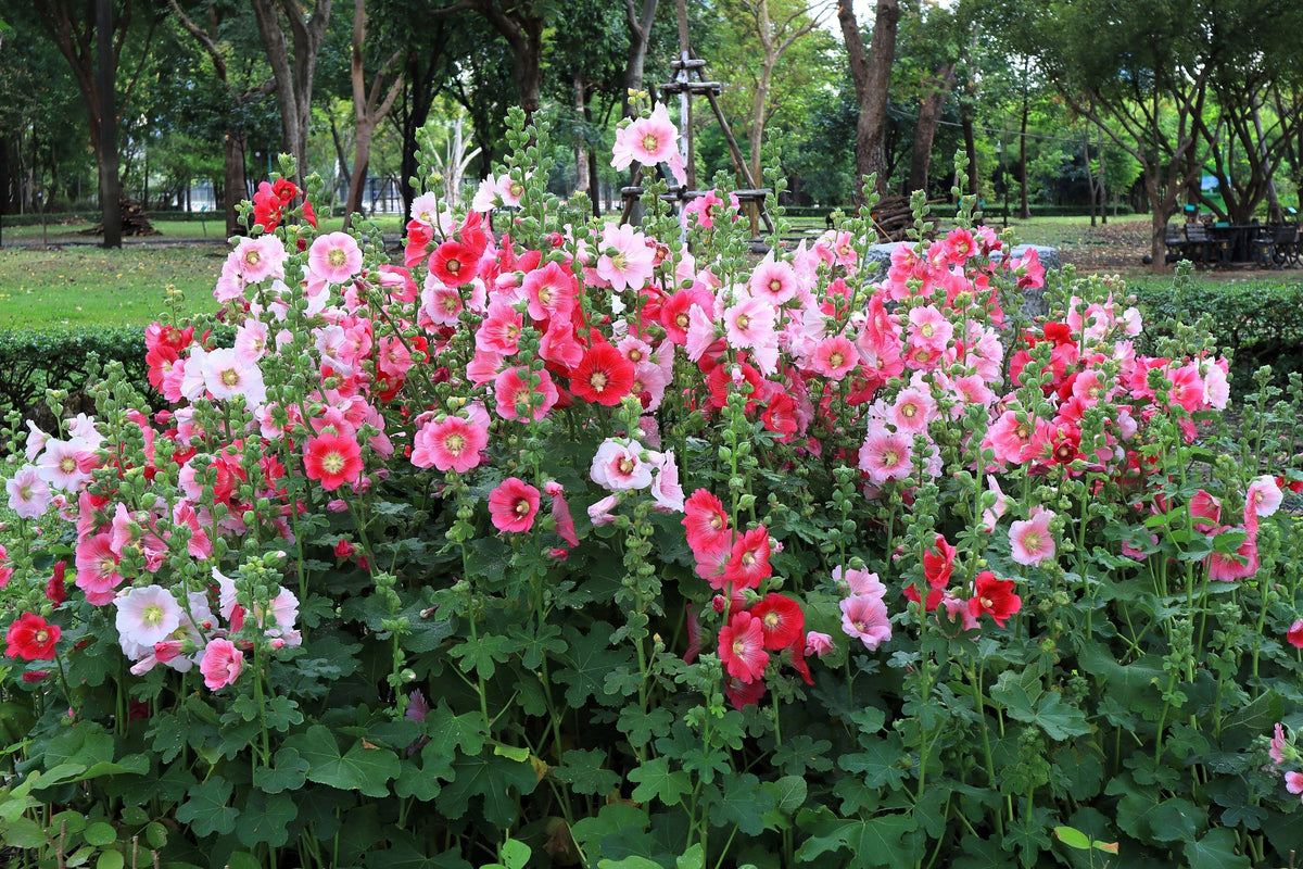 50 Mixed Colors HOLLYHOCK KING HENRY VIII Mix Alcea Rosea Flower Seeds