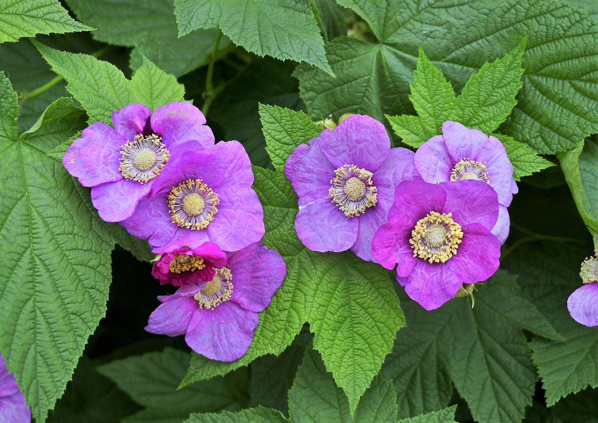 20 PURPLE FLOWERING RASPBERRY Thornless Edible Rubus Odoratus Fruit Berry Seeds