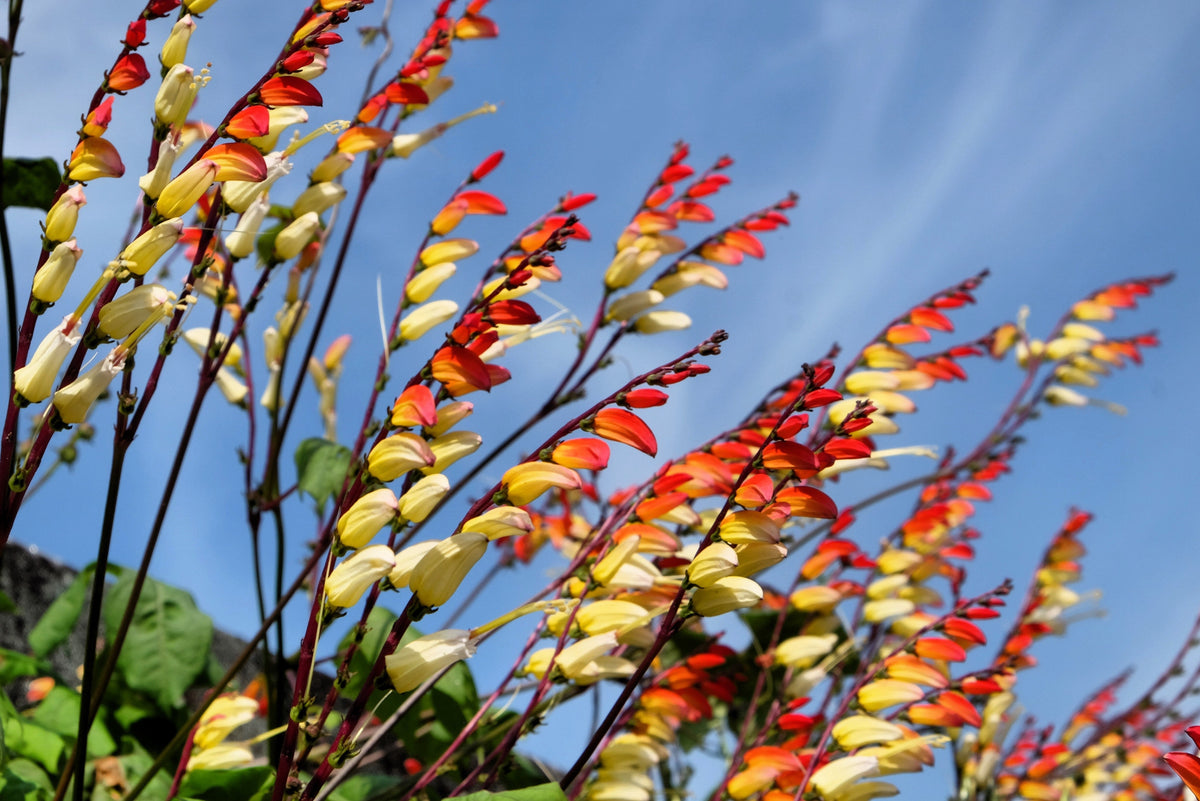 10 FIRECRACKER VINE Flower Mina Lobata Exotic Love Spanish Flag Ipomoea Seeds