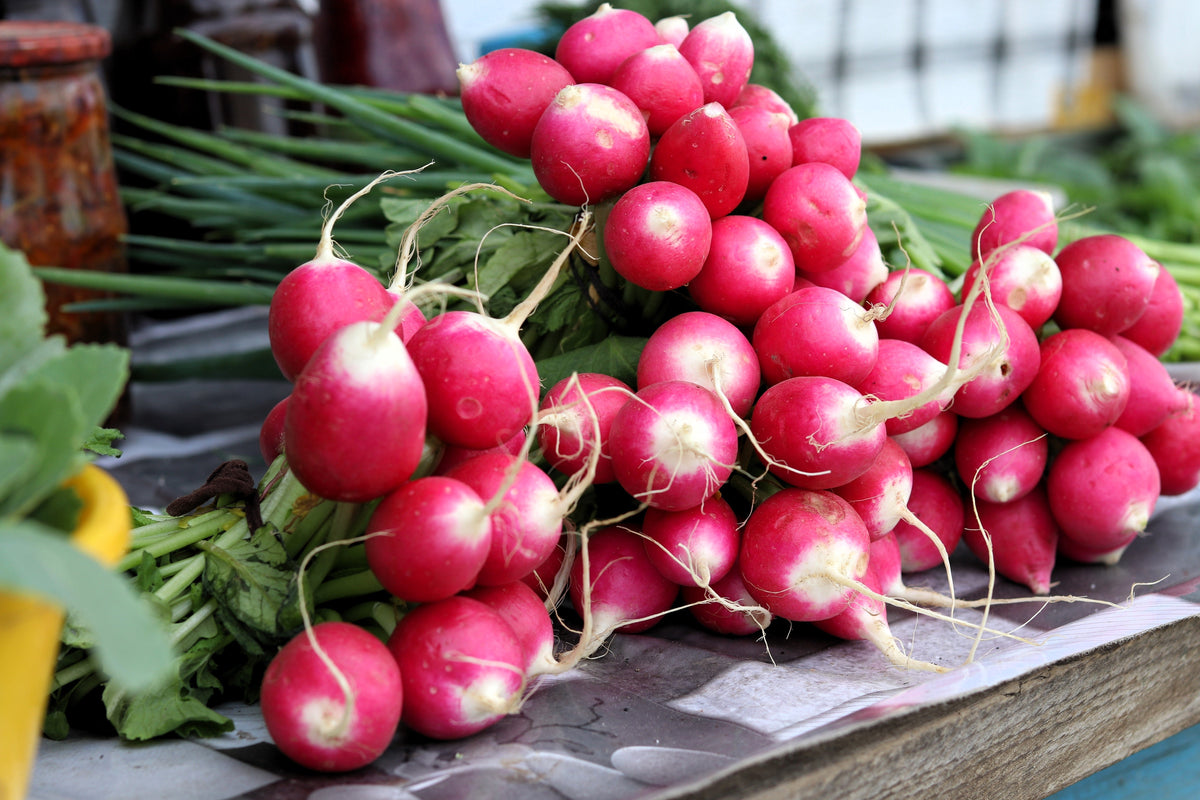 500 SPARKLER WHITE Tip RADISH Sweet European Red Raphanus Sativus Vegetable Seed