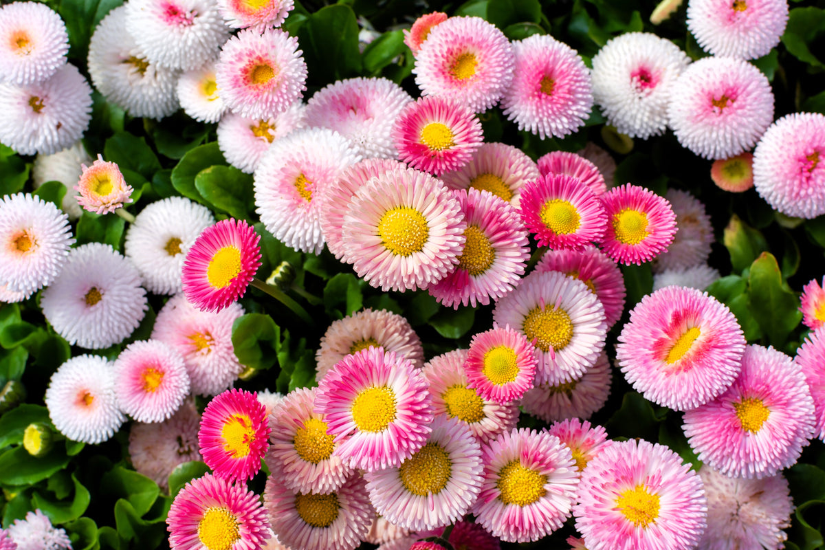 100 Strawberries & Cream ENGLISH DAISY Bellis Perennis Flower Seeds