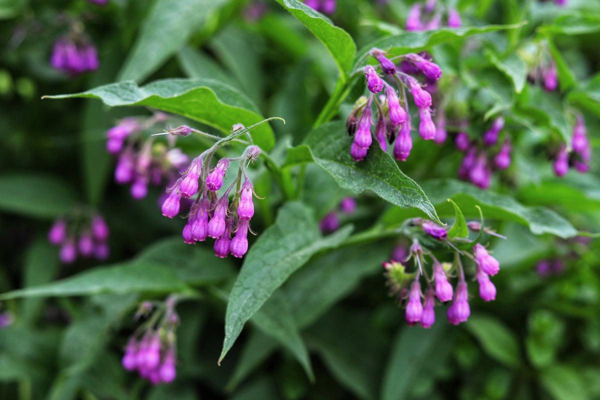 10 TRUE COMFREY Comphrey Symphytum Officinale Herb Seeds Purple Flowers