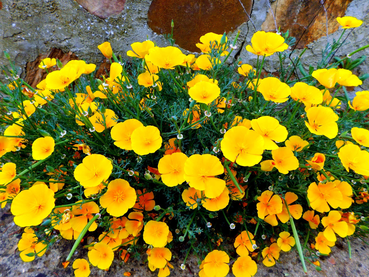 1000 DWARF Yellow CALIFORNIA Tufted POPPY Eschscholzia Caespitosa Flower Seeds