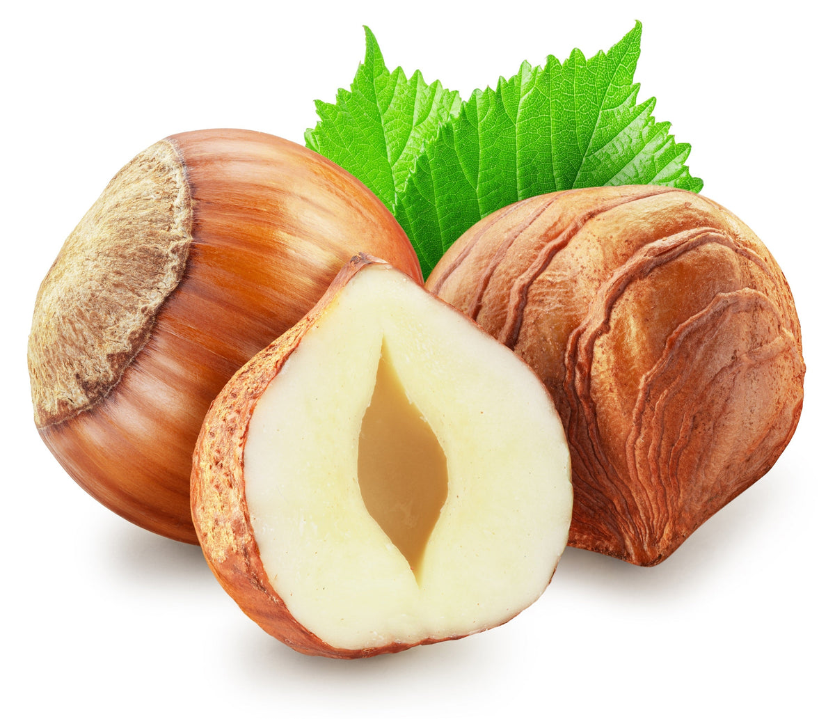 5 EUROPEAN HAZELNUT TREE aka Common Filbert CorylusÂ Avellana Fruit Nut Seeds